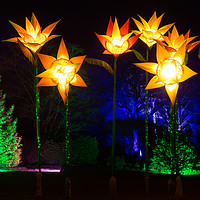 Buy canvas prints of Giant Daffodils part of Christmas Glow at RHS Wisl by Steve Hughes