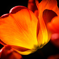 Buy canvas prints of Warming colours of spring by Steve Hughes