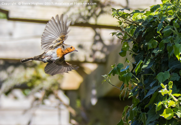 Robin flying into its nest Picture Board by Steve Hughes