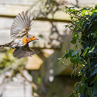 Buy canvas prints of Robin flying into its nest by Steve Hughes