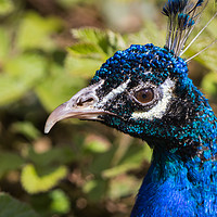 Buy canvas prints of Indian blue Peacock by Steve Hughes