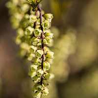 Buy canvas prints of Unusual small green flowers on a tree by Steve Hughes