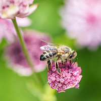 Buy canvas prints of Foraging Honey Bee by Steve Hughes