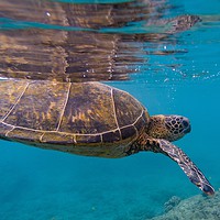 Buy canvas prints of Green sea Turtle, about to divePacific Ocean, Gree by Steve Hughes
