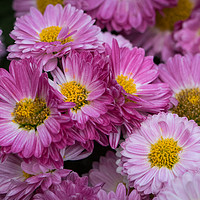 Buy canvas prints of Pink Chrysanthemum flowers by Steve Hughes