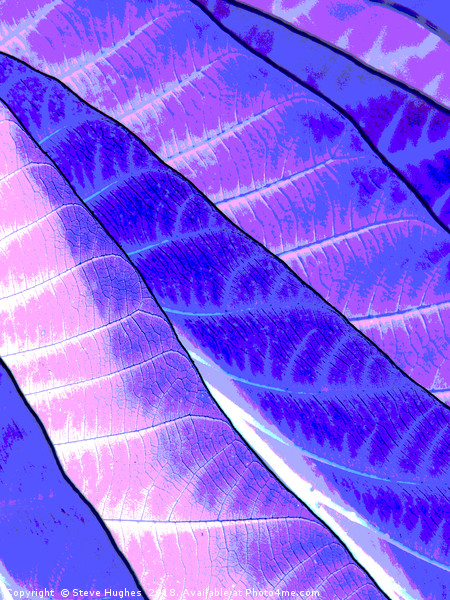 Purple leaves Picture Board by Steve Hughes