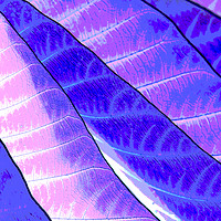 Buy canvas prints of Purple leaves by Steve Hughes