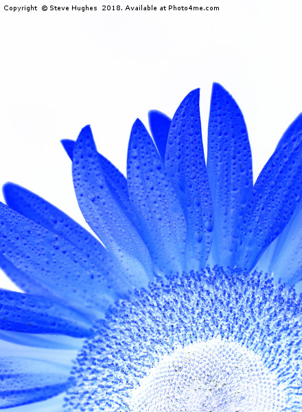 Blue sunflower Picture Board by Steve Hughes