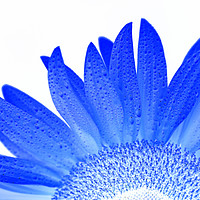 Buy canvas prints of Blue sunflower by Steve Hughes