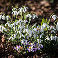 Buy canvas prints of First signs of Spring by Steve Hughes