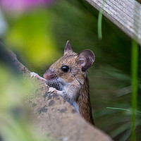Buy canvas prints of Tiny garden visitor by Steve Hughes