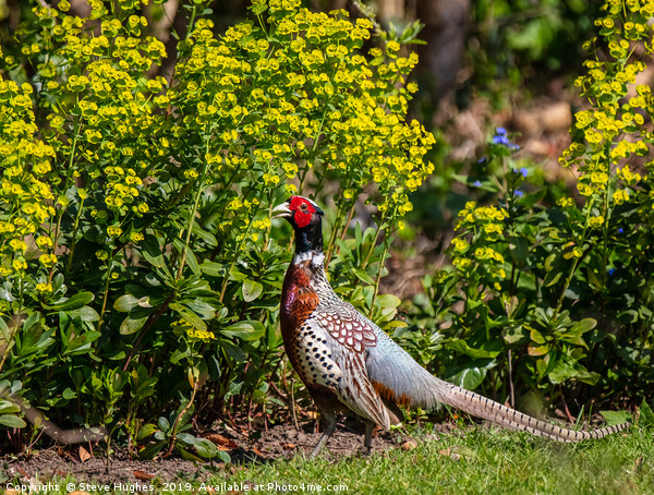 Garden visitor, male Pheasant Picture Board by Steve Hughes