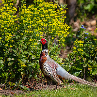Buy canvas prints of Garden visitor, male Pheasant by Steve Hughes