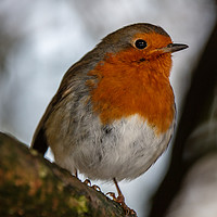Buy canvas prints of Winter Robin by Steve Hughes