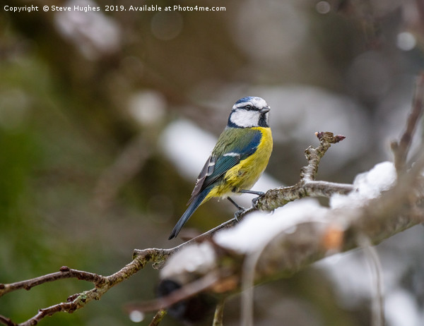 Winter Blue tit Picture Board by Steve Hughes