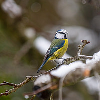 Buy canvas prints of Winter Blue tit by Steve Hughes