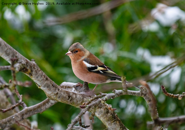 Winter Chaffinch Picture Board by Steve Hughes