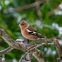 Buy canvas prints of Winter Chaffinch by Steve Hughes