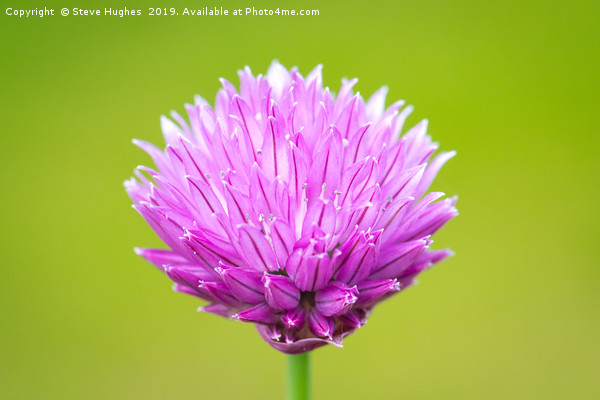 Single Chive flower Picture Board by Steve Hughes