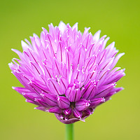 Buy canvas prints of Single Chive flower by Steve Hughes