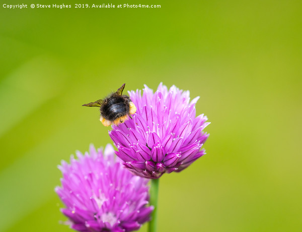 Beehind on a chive flower Picture Board by Steve Hughes