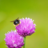 Buy canvas prints of Beehind on a chive flower by Steve Hughes