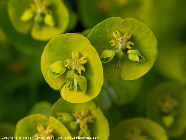 Macro of a Euphorbia flower Picture Board by Steve Hughes