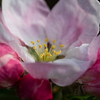 Buy canvas prints of Single Apple Blossom flower by Steve Hughes