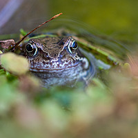 Buy canvas prints of A frog at the waters edge by Steve Hughes