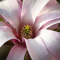Buy canvas prints of Magnificent Magnolia flower by Steve Hughes