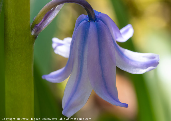 Single Bluebell flower Picture Board by Steve Hughes