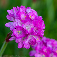 Buy canvas prints of Thrift flowers by Steve Hughes