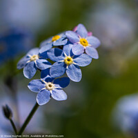 Buy canvas prints of Forget-me-not macro by Steve Hughes