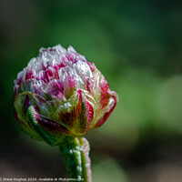 Buy canvas prints of Thrift bud about to open by Steve Hughes