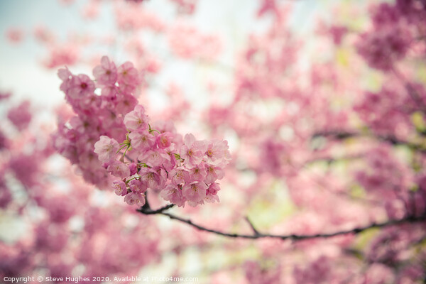 Pink cherry blossom Picture Board by Steve Hughes