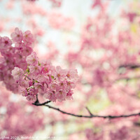 Buy canvas prints of Pink cherry blossom by Steve Hughes