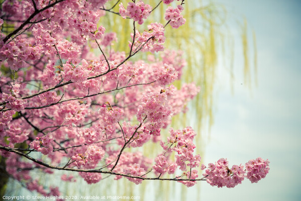 Pink cherry blossom, with willow bokeh Picture Board by Steve Hughes