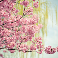 Buy canvas prints of Pink cherry blossom, with willow bokeh by Steve Hughes