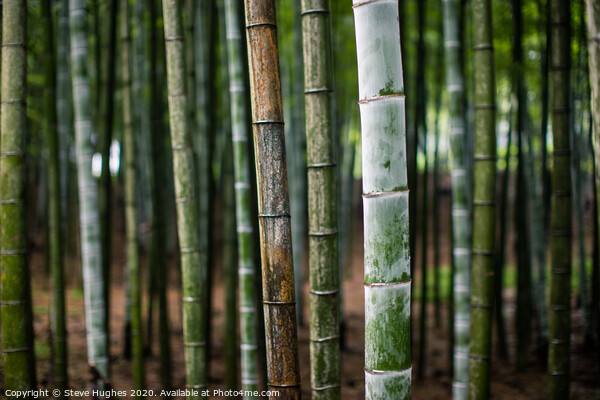 Bamboo forest in Japan Picture Board by Steve Hughes