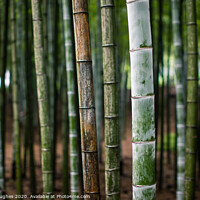 Buy canvas prints of Bamboo forest in Japan by Steve Hughes
