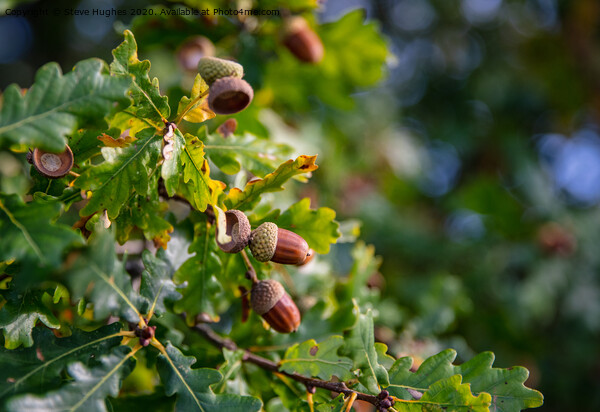 Acorns ready to fall Picture Board by Steve Hughes