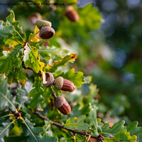 Buy canvas prints of Acorns ready to fall by Steve Hughes