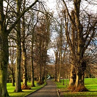 Buy canvas prints of Avenue through the trees by Steve Hughes