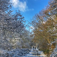 Buy canvas prints of Snowy walk at Newlands Corner by Steve Hughes