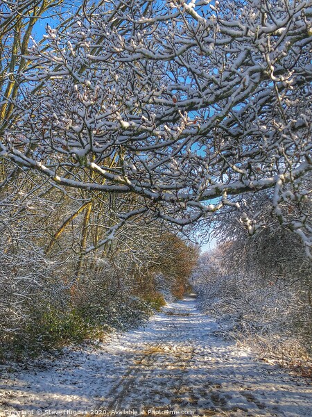 Along the snowy path Picture Board by Steve Hughes