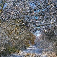 Buy canvas prints of Along the snowy path by Steve Hughes