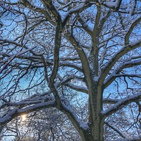 Buy canvas prints of Snow on branches of a tree by Steve Hughes