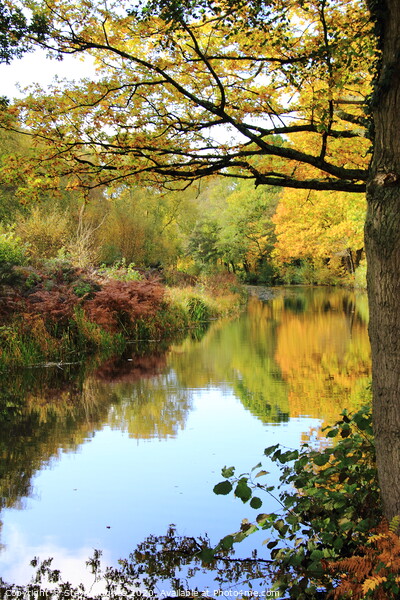Basingstoke Canal in Autumnal colours Picture Board by Steve Hughes