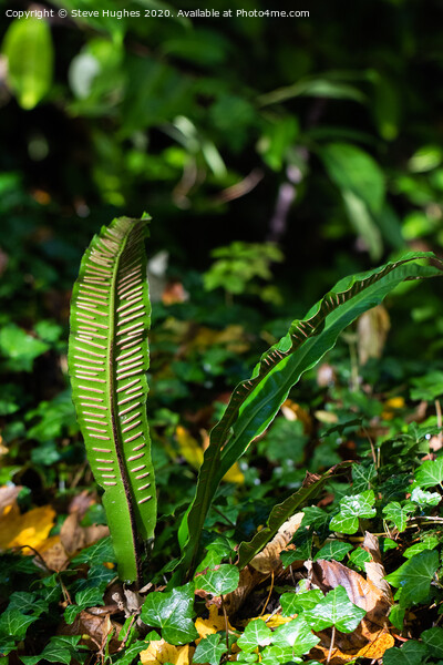 Hart's Tongue fern Picture Board by Steve Hughes