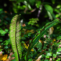 Buy canvas prints of Hart's Tongue fern by Steve Hughes